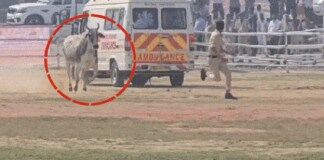 बैलाने सुरक्षा रक्षकांना पळविले